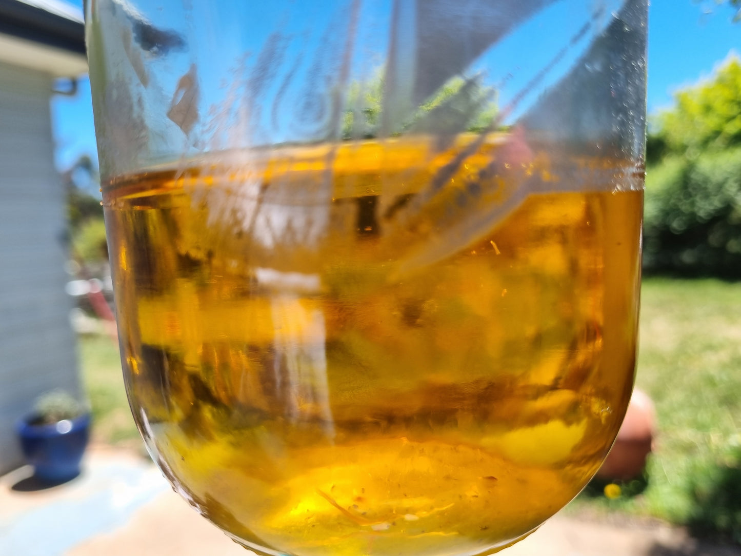Calendula Infused Oil