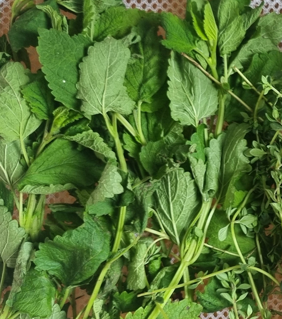 Headache Relief Herbal Infused Oil